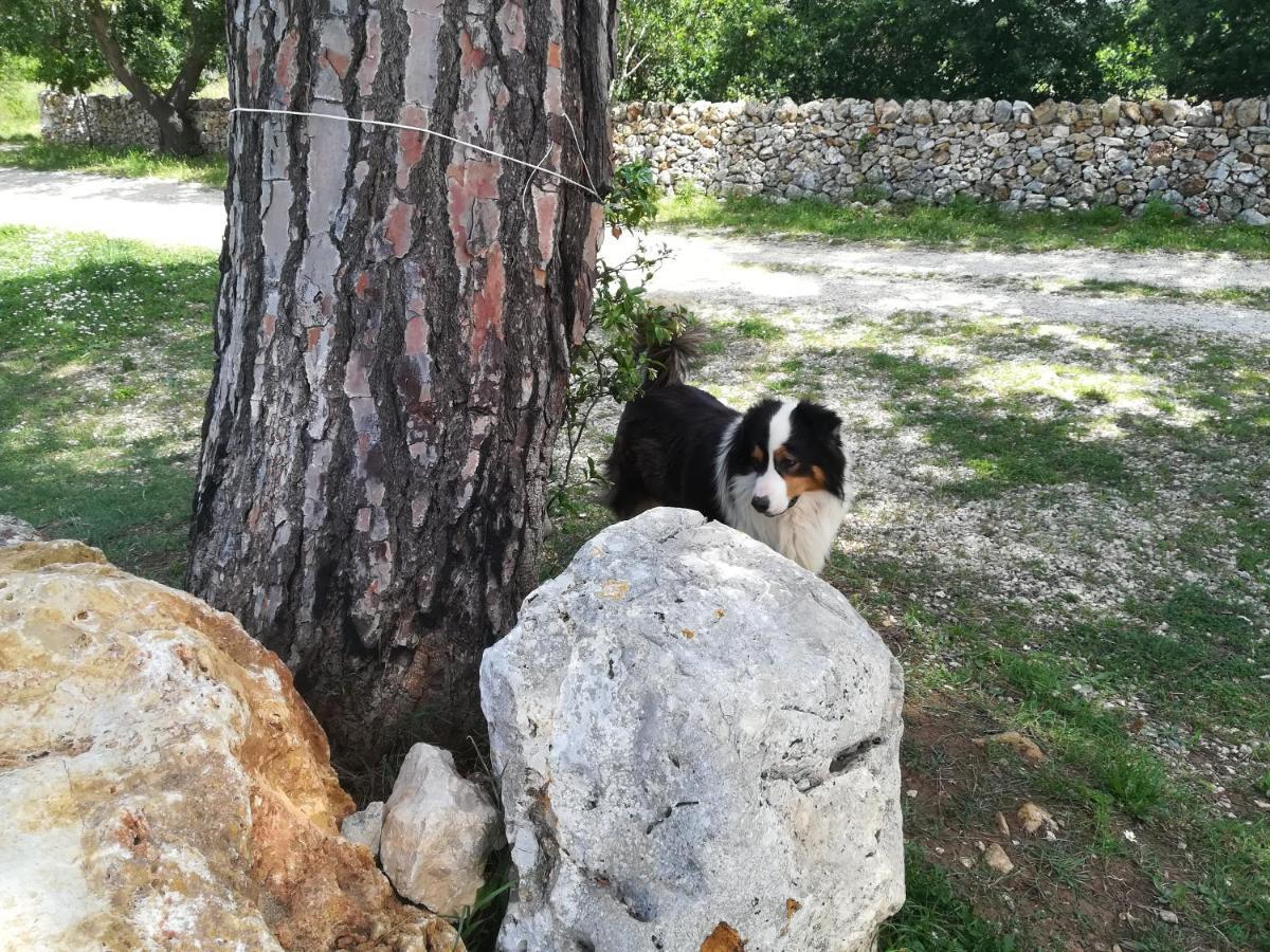 Villa Tenuta Tedone Consolini à Ruvo di Puglia Extérieur photo